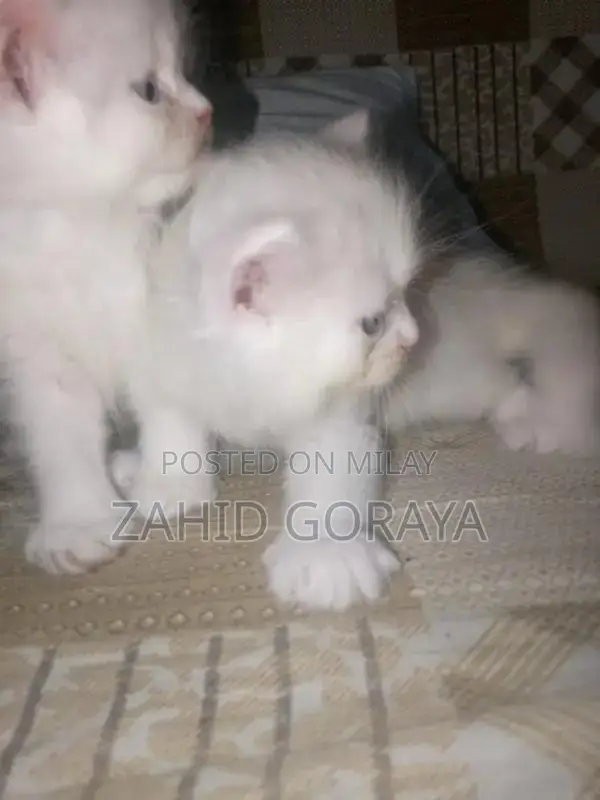 White Persian Kittens - Triple Coat, Blue Eyes, Female