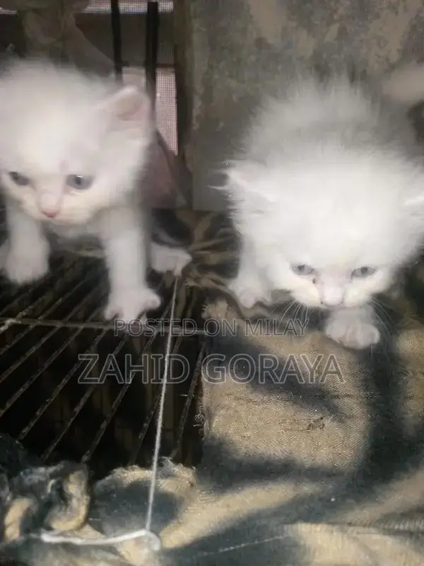White Persian Kittens - Triple Coat, Blue Eyes, Female