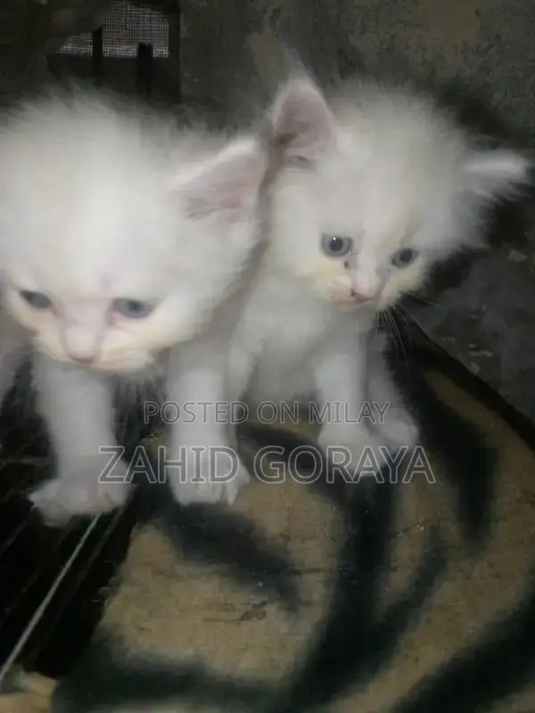 White Persian Kittens - Triple Coat, Blue Eyes, Female