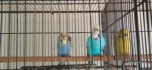 Photo - Rainbow Hogoromo Clearwing Breeder Pigeons Mixed Colors