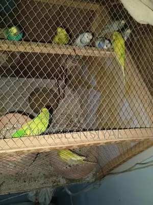 Photo - Healthy Parrots - Mixed Pair Collection
