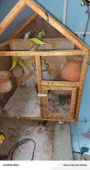 Healthy Parrots - Mixed Pair Collection