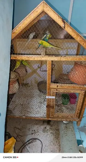 Healthy Parrots - Mixed Pair Collection
