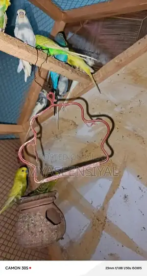 Healthy Parrots - Mixed Pair Collection