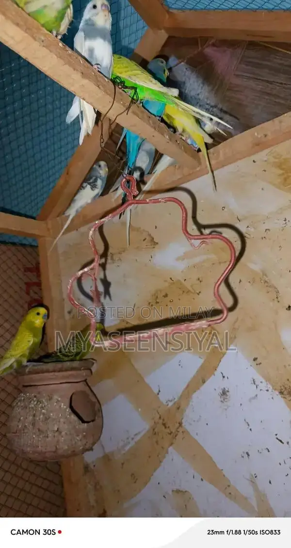 Healthy Parrots - Mixed Pair Collection