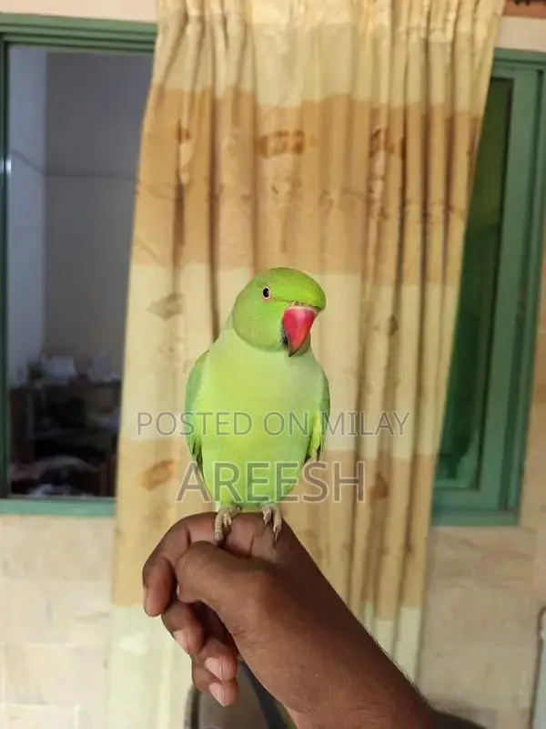 Handtame+Talking Green Ringneck Male for sale!