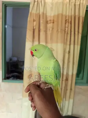 Handtame+Talking Green Ringneck Male for sale!