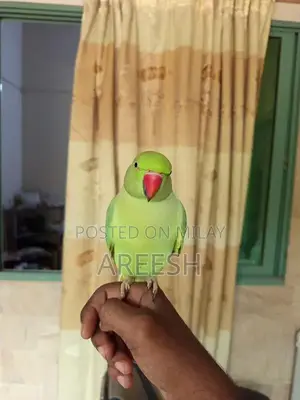 Handtame+Talking Green Ringneck Male for sale!