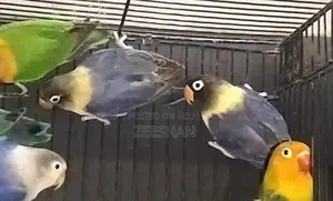 Photo - 100% breeder pair with Dna