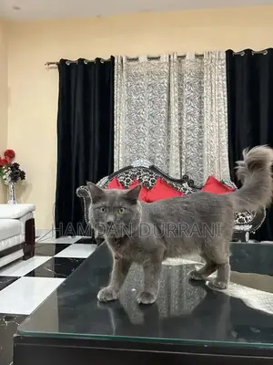 Persian Cat