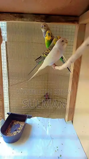 Photo - 2 budgie pairs 2000 with cage 4500 single cage 3000