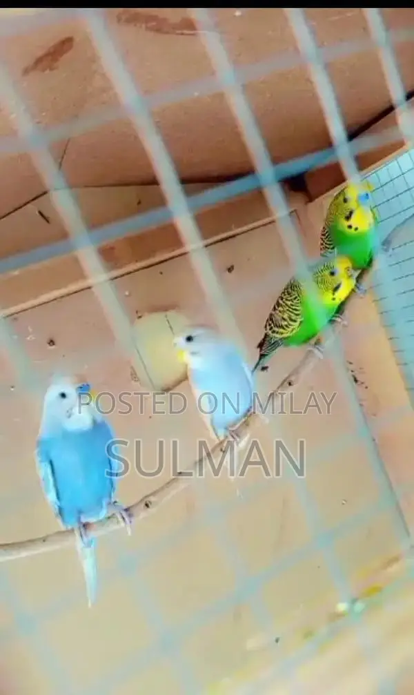 2 budgie pairs 2000 with cage 4500 single cage 3000