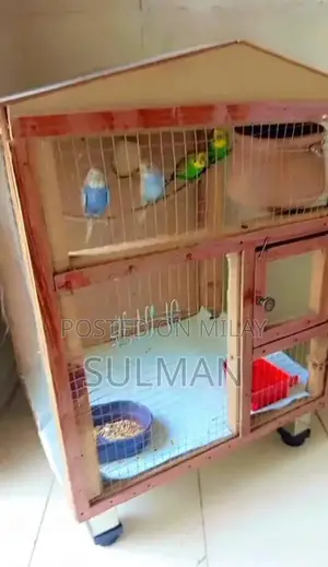 2 budgie pairs 2000 with cage 4500 single cage 3000