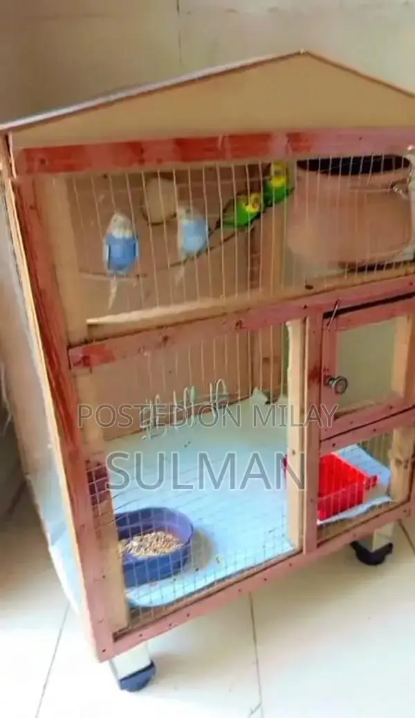2 budgie pairs 2000 with cage 4500 single cage 3000