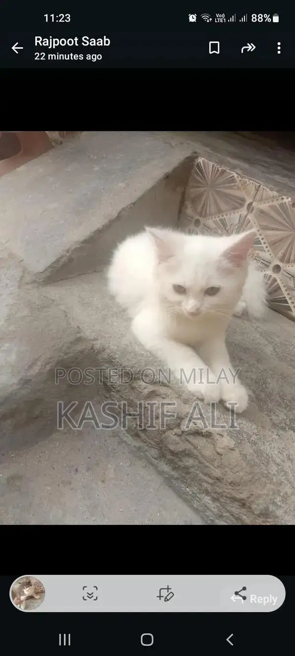 5 kids pair, per kids 8000