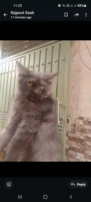 5 kids pair, per kids 8000