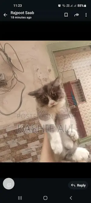 5 kids pair, per kids 8000