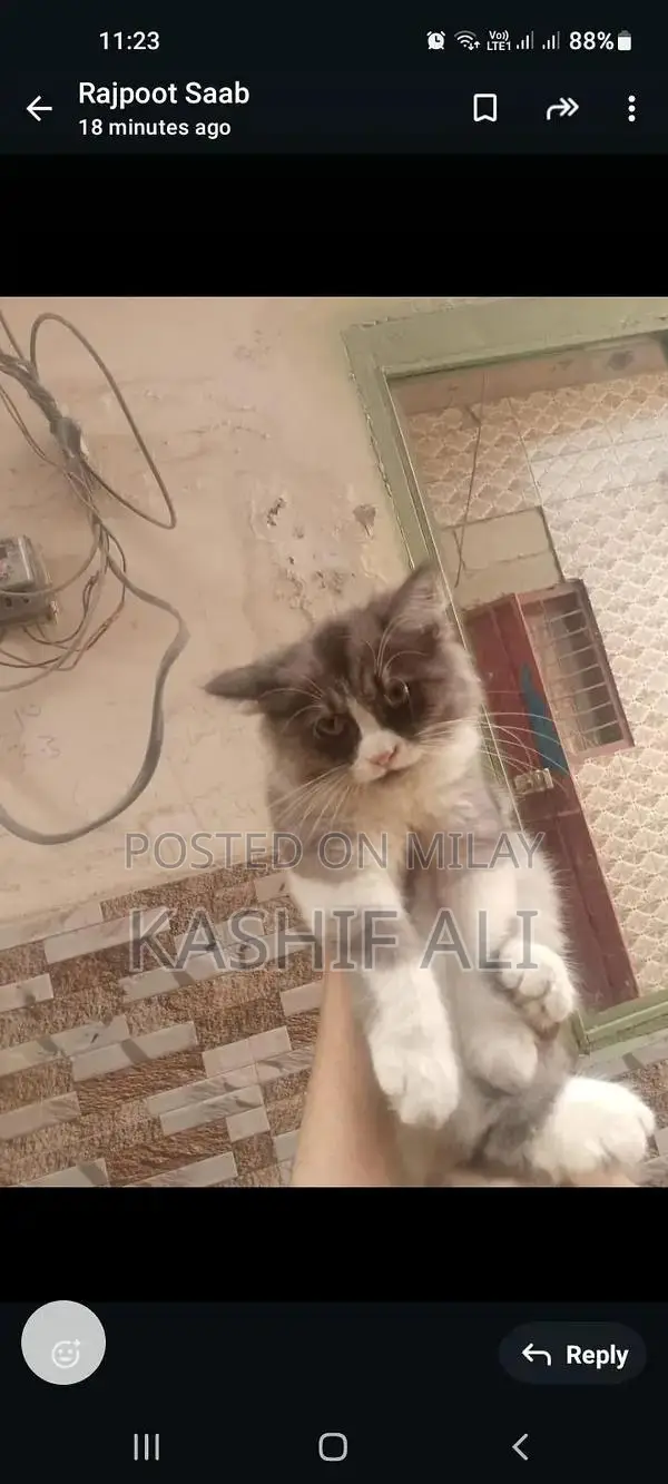 5 kids pair, per kids 8000