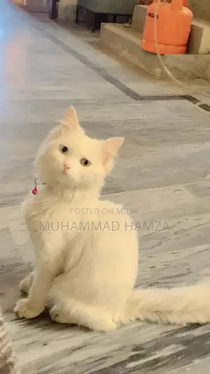 Photo - Persian male cat double eyes  tripple cout