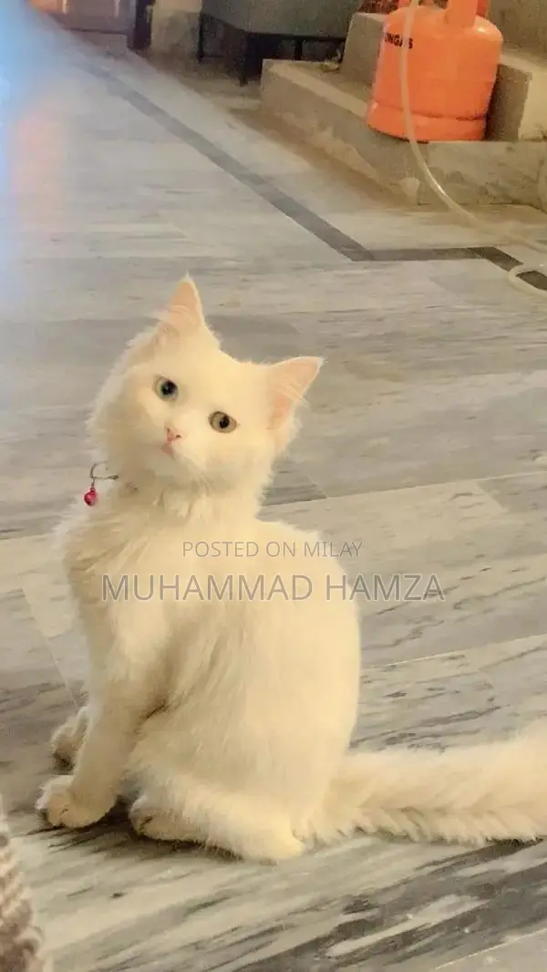 Persian male cat double eyes  tripple cout