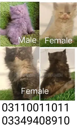 Photo - kittet for sale . Bannu kpk