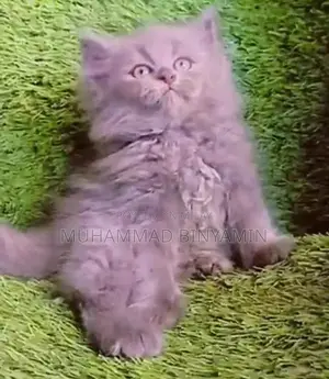 kittet for sale . Bannu kpk