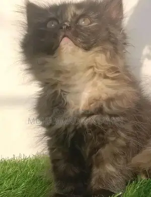 kittet for sale . Bannu kpk