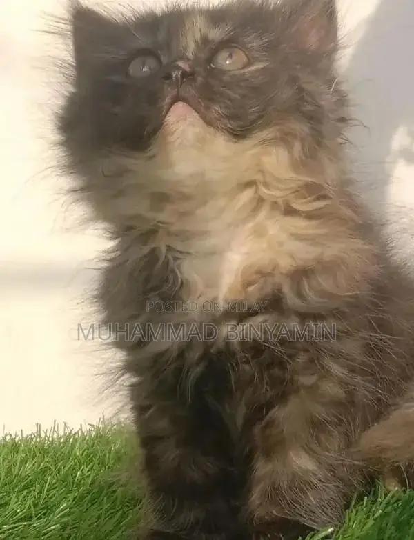 kittet for sale . Bannu kpk