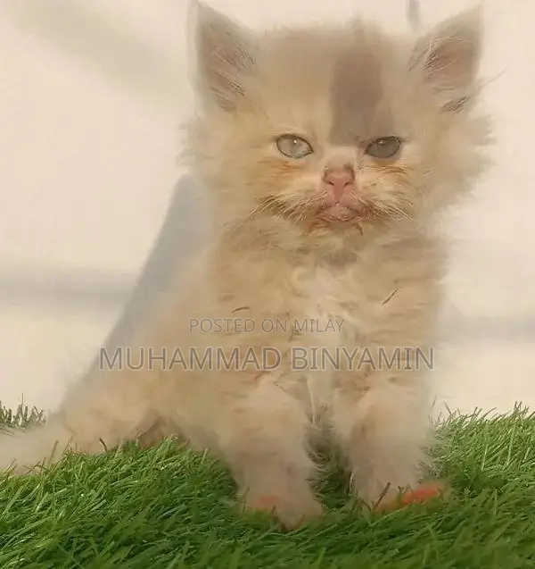 kittet for sale . Bannu kpk