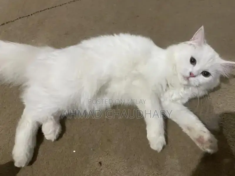 2 male and 1 female kitten