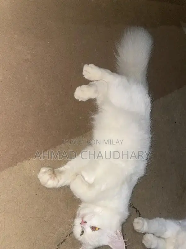 2 male and 1 female kitten