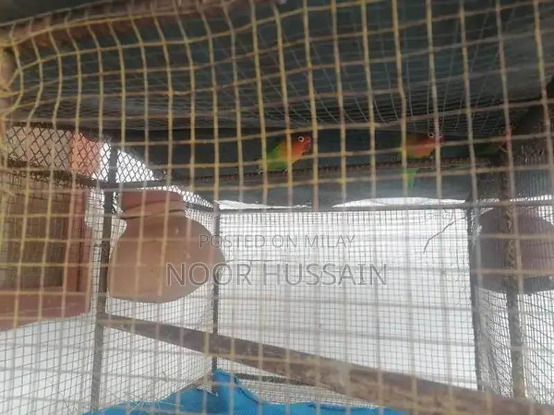 3 pairs green small parrots sale