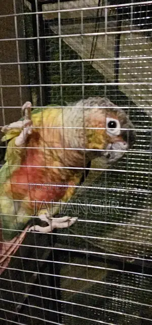 Photo - Red Factor Conure 100% Connfirm pair
