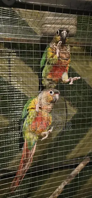 Red Factor Conure 100% Connfirm pair