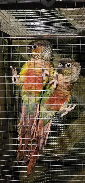 Red Factor Conure 100% Connfirm pair