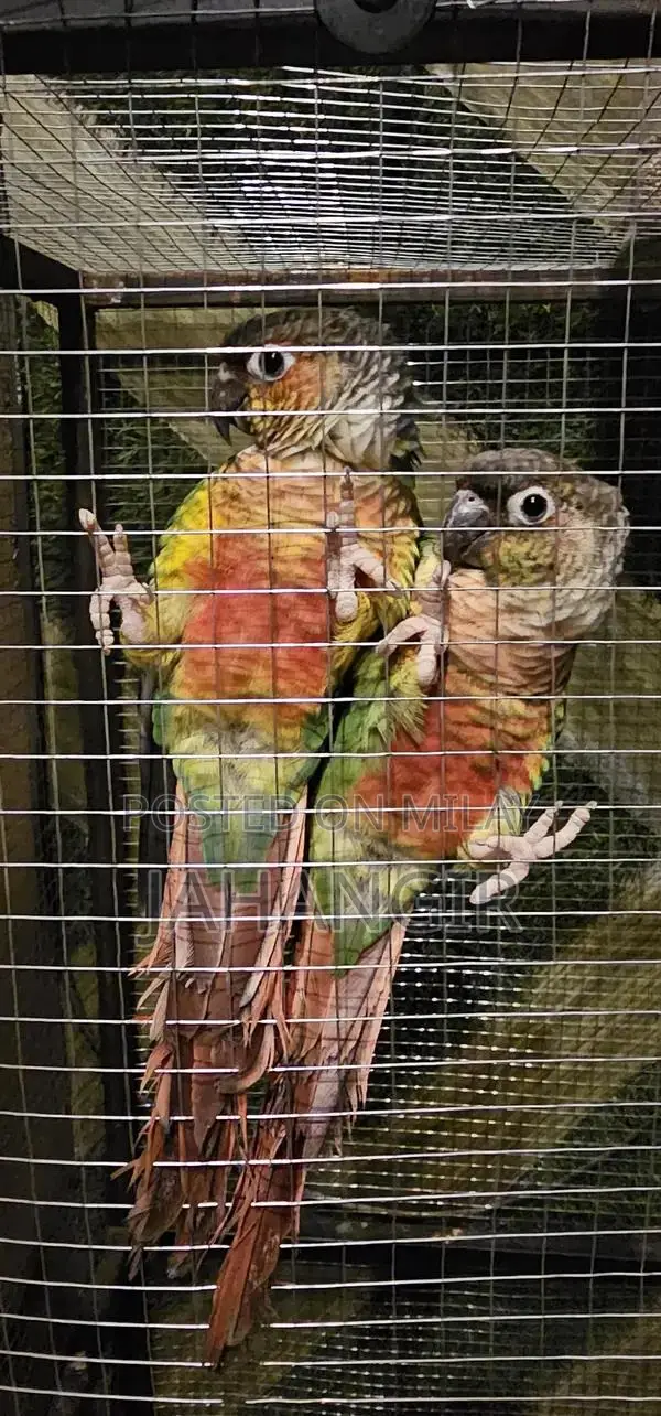Red Factor Conure 100% Connfirm pair