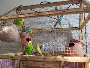 Photo - parakeets Love Birds For Sale