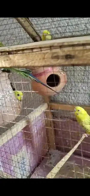 parakeets Love Birds For Sale