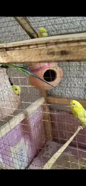 parakeets Love Birds For Sale
