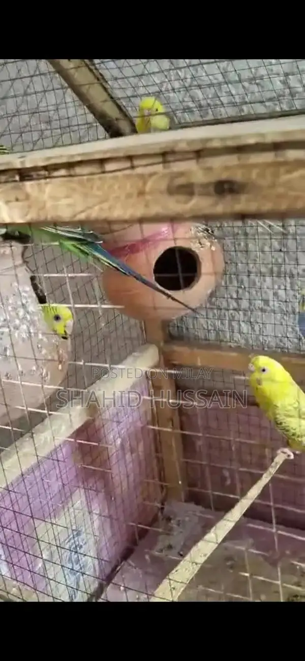 parakeets Love Birds For Sale