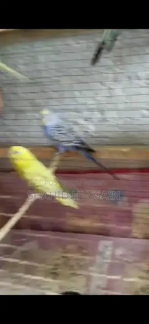 parakeets Love Birds For Sale