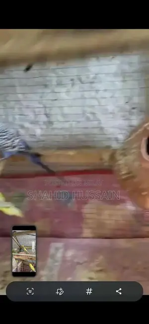 parakeets Love Birds For Sale