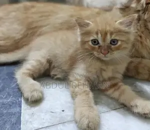 Photo - Persian Cats Double Coated