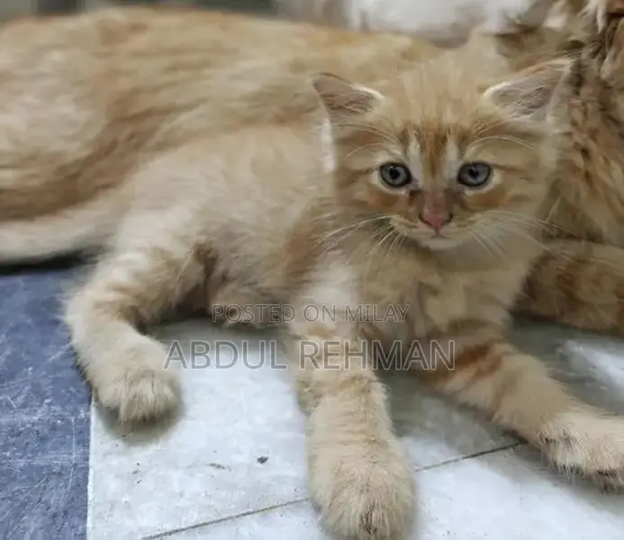 Persian Cats Double Coated