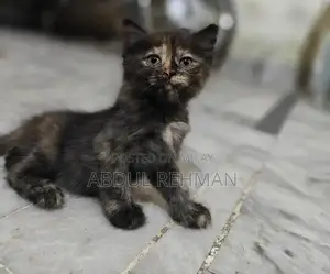 Persian Cats Double Coated