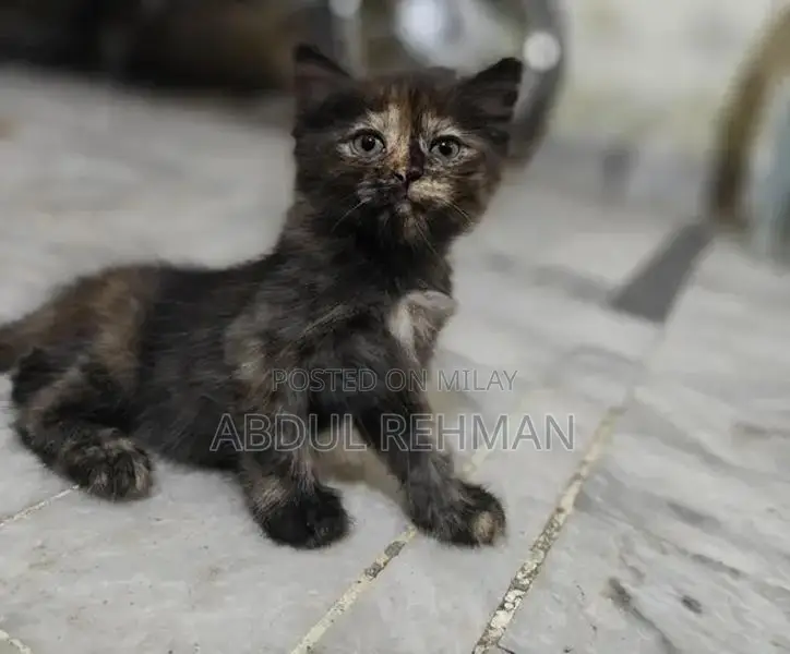 Persian Cats Double Coated