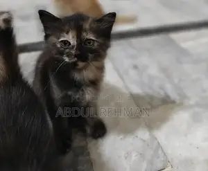 Persian Cats Double Coated