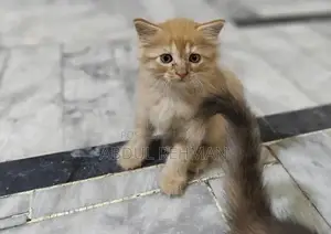 Persian Cats Double Coated