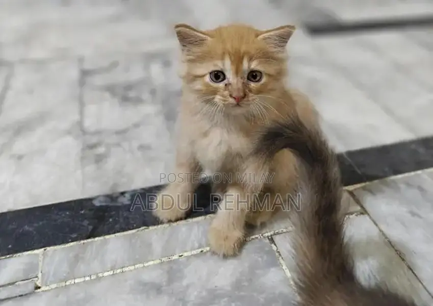 Persian Cats Double Coated