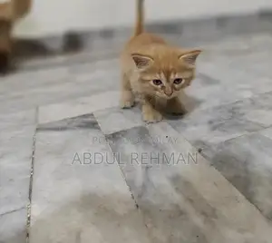 Persian Cats Double Coated